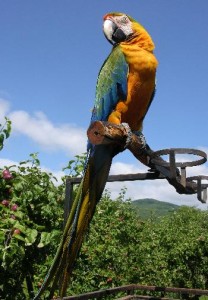 BIRDIE