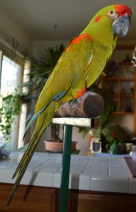 Julio