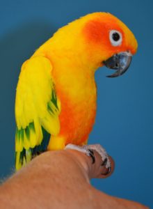 PETRIE