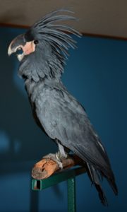 POE